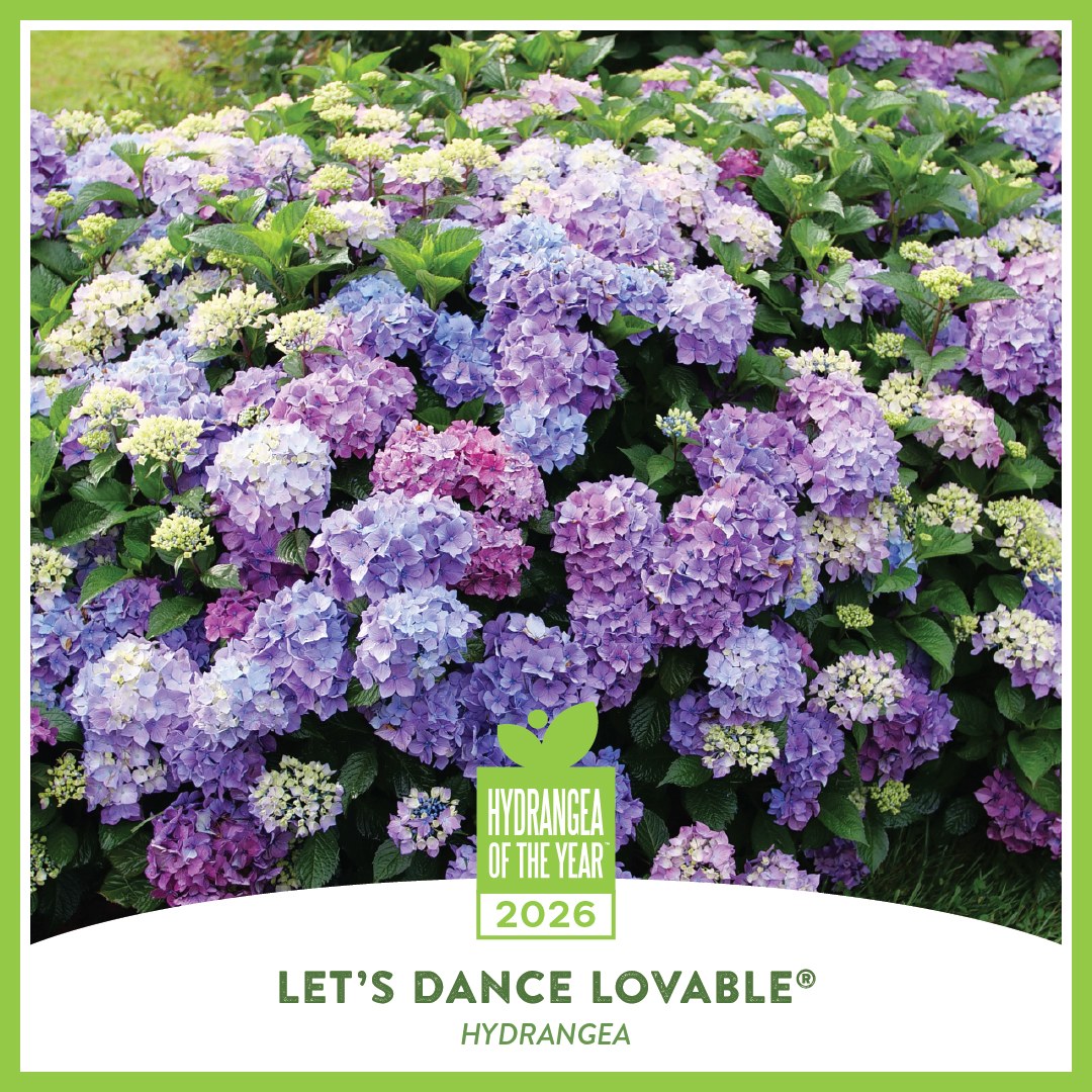 Coward - Let’s Dance Lovable® Reblooming Bigleaf Hydrangea is the 2026 ...