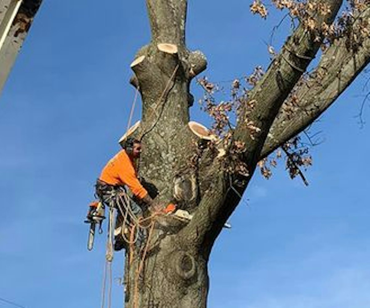 Clark Tree Service is at your side... - Clark Tree Service | Facebook