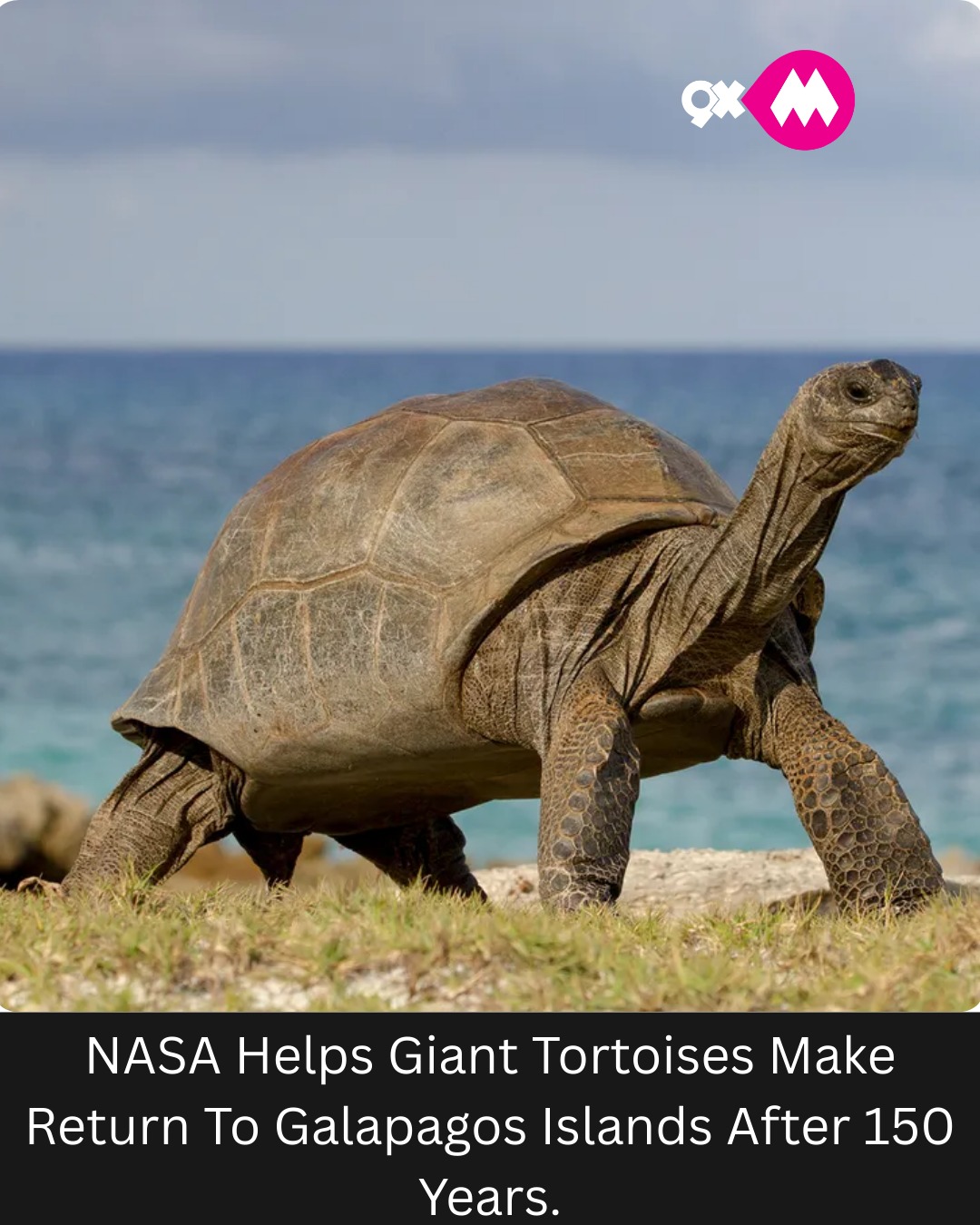 9XM - NASA Helps Giant Tortoises Make Return To Galapagos Islands After ...