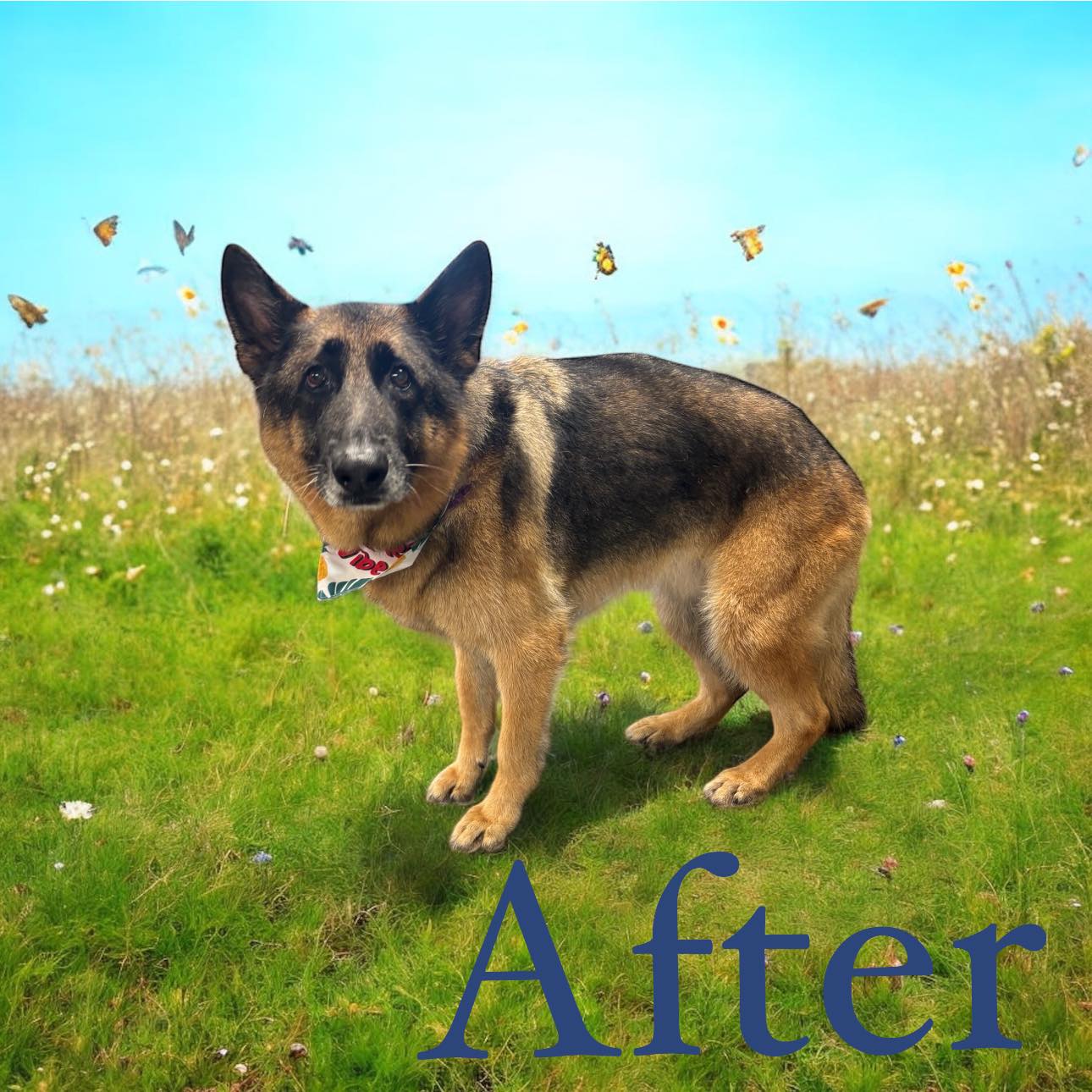 RC Kennels Grooming &amp; Daycare | Collinsville OK