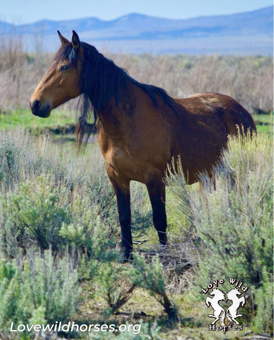 Wild - What is Wild Horse Rewilding? It’s the process of relocating ...