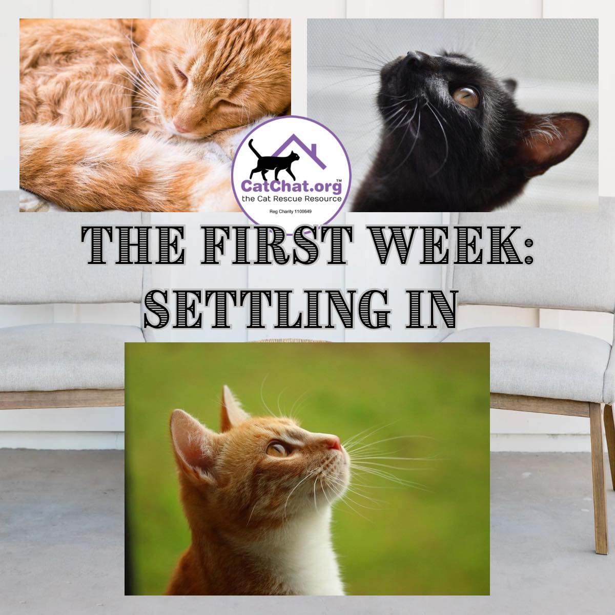 🐾💛 The First Week... - Cat Chat, the Cat Rescue Resource | Facebook
