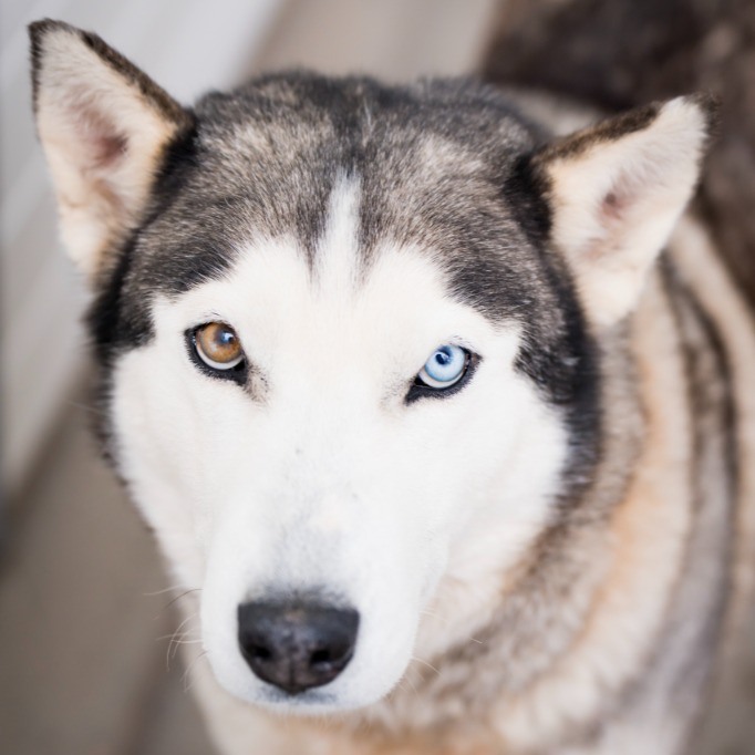 Soul - Zhara - D2026298 Female Dog aged 2 years 4 months. | Facebook