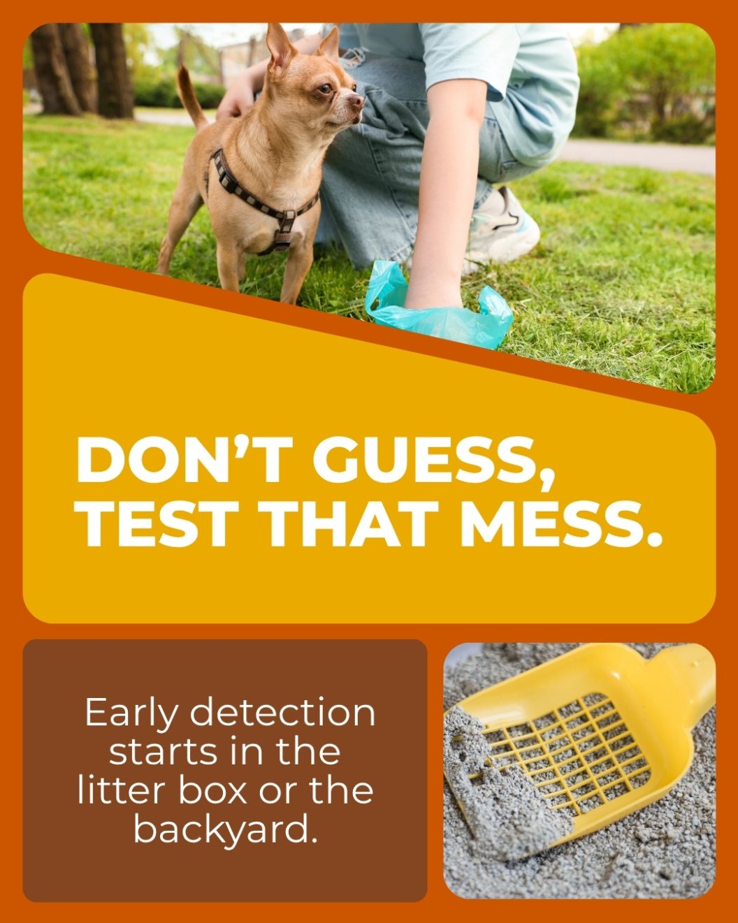 Cornwall - Scooping the poop? Go one step further. A simple fecal test ...