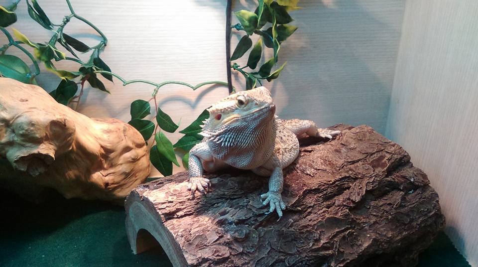 Atomic... - Atomic Lizard Ranch - Bearded Dragon Breeder