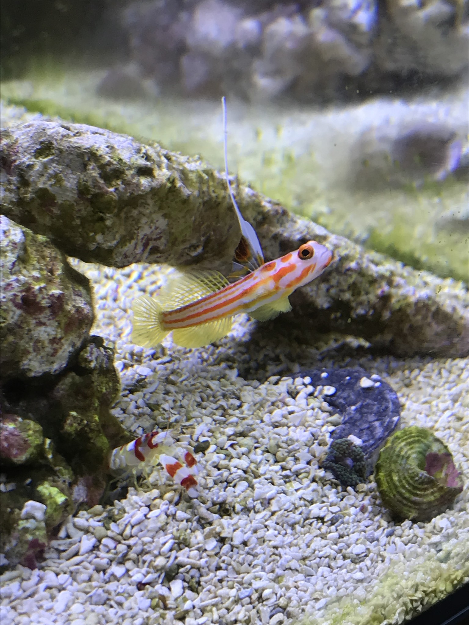Photo inspiration: Picture Idea: Intro To Marine Aquariums