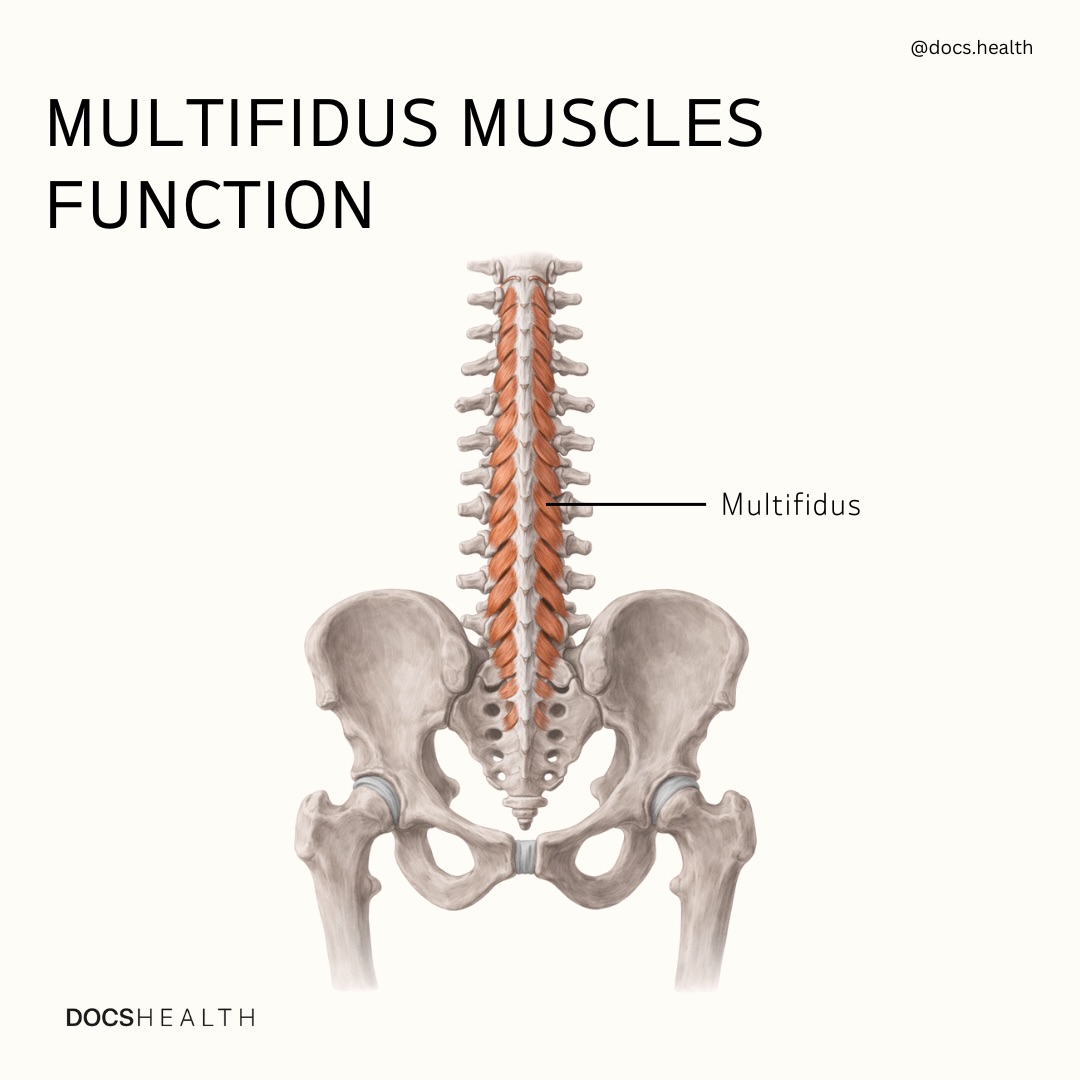 DOCS Health - The multifidus is a deep spinal stabilizer... | Facebook