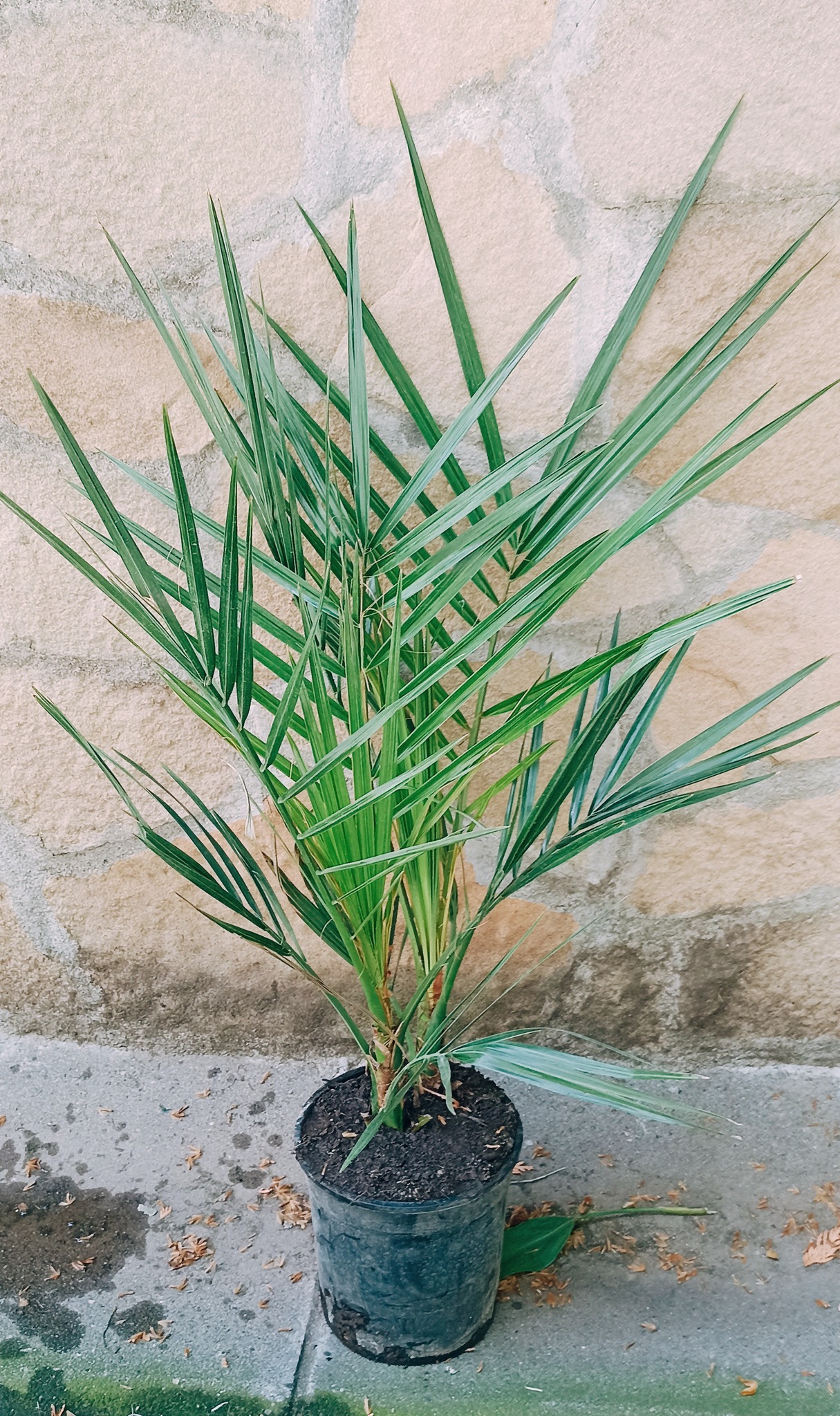 CVEĆE PRODAJEM/KUPUJEM (Oglasi-MojaBašta) | Phoenix Canariensis ...