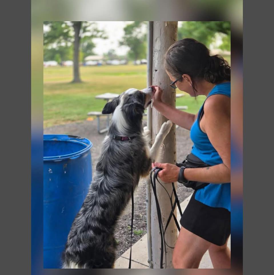 A little look at some of my Beginner Nosework teams from classes at The ...