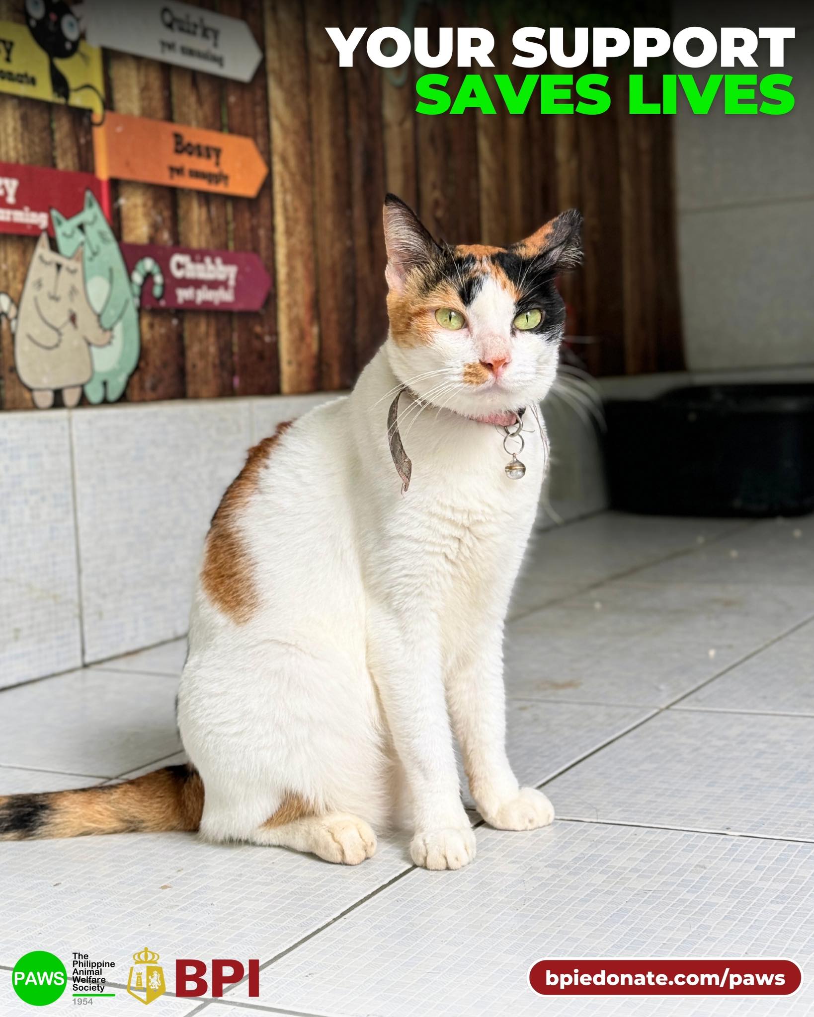 Philippine - Rescued puspin Fe is one of the many animals in need who ...