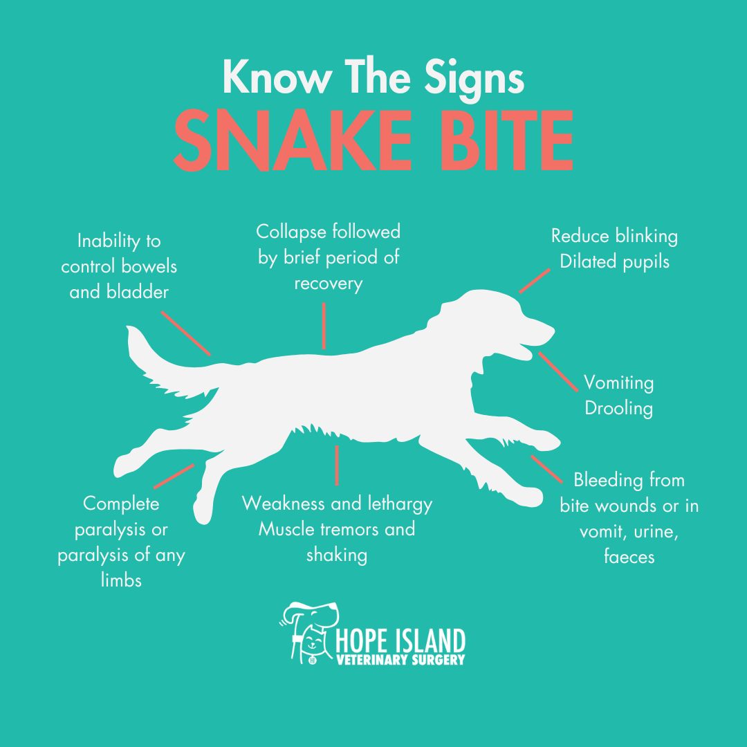 Hope Island Veterinary... - Hope Island Veterinary Surgery
