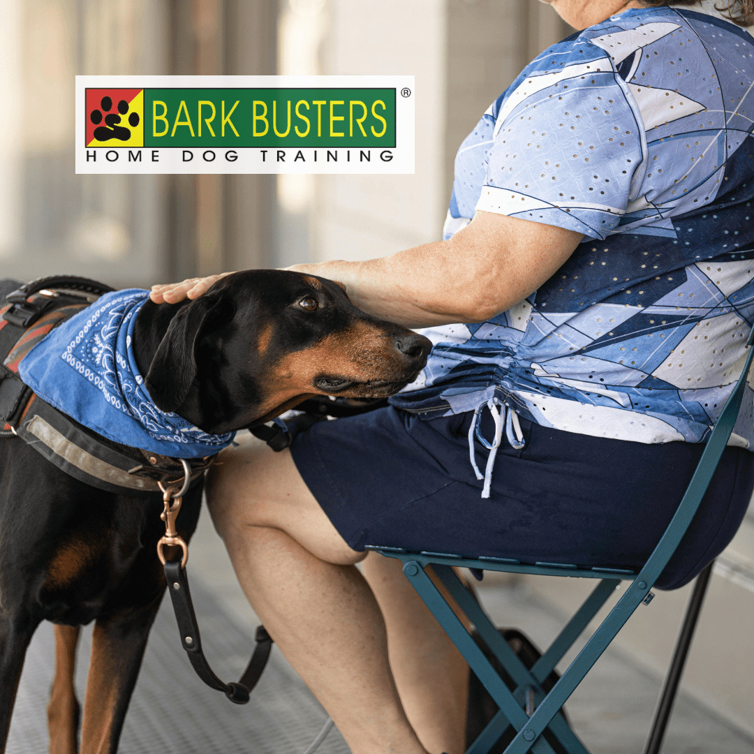 Down Dog Lodge Dog Boarding Bark Busters Master Dog Trainer Our