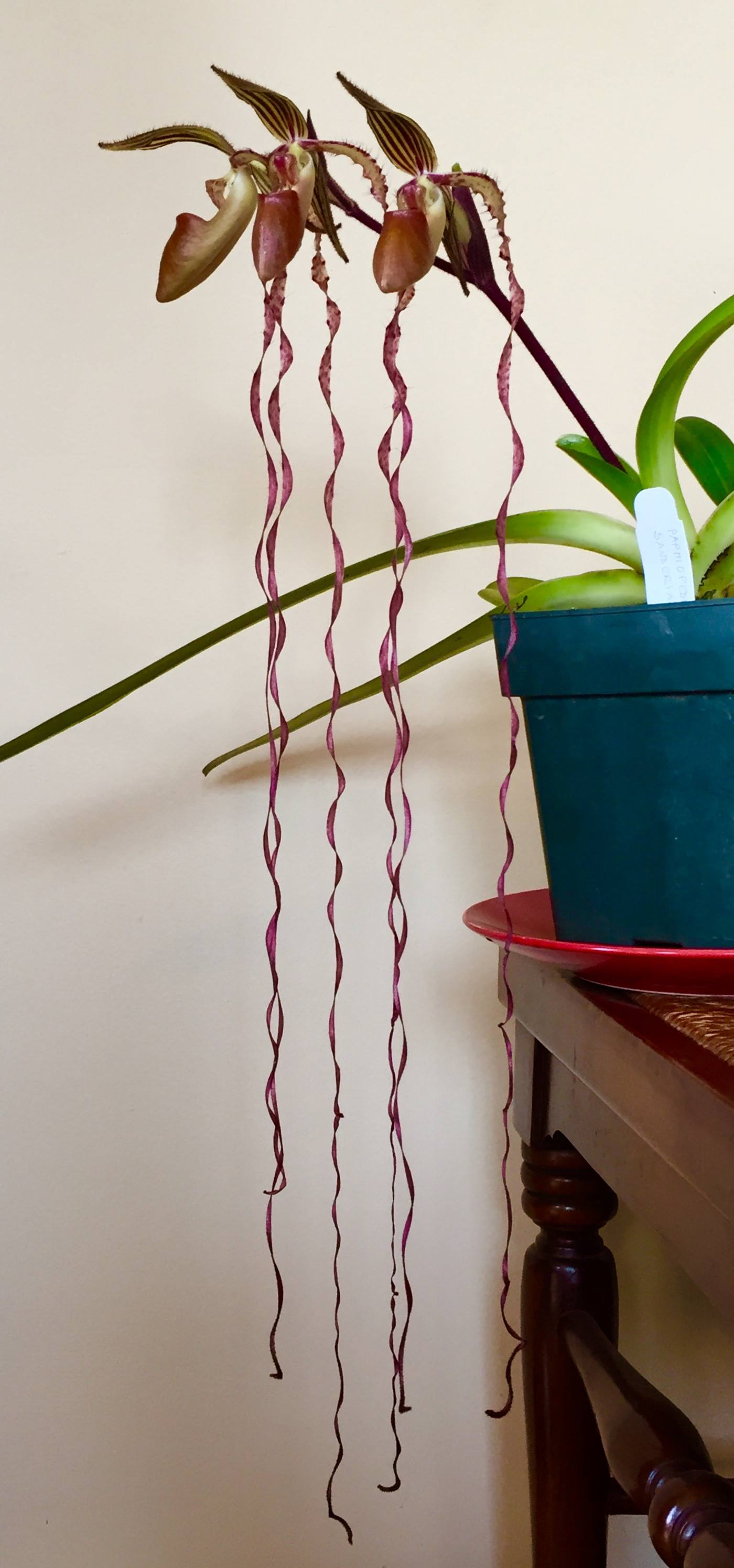 洋蘭原種］超希少種 Paph.sanderianum x sib. 洋蘭原種］超希少種Paph