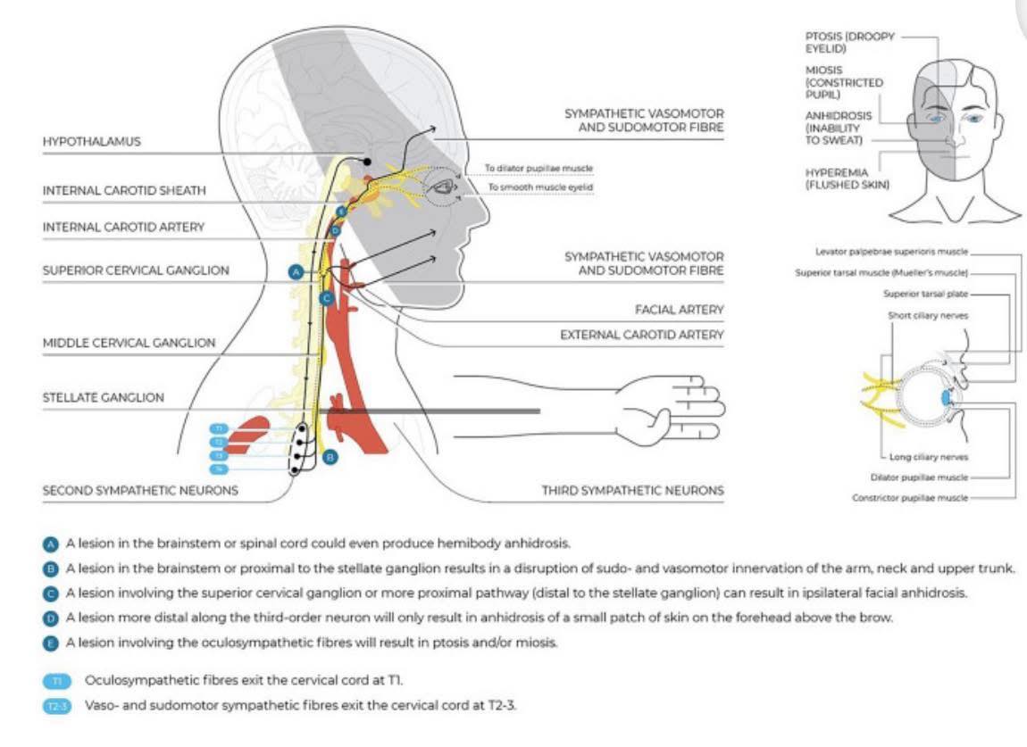 🧠 THE CERVICAL SPINE & THE AUTONOMIC NERVOUS SYSTEM: Why Your Neck May ...