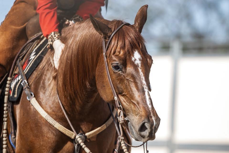 Col De Poitrail Cowboy Dennis Moreland En Cuir Brut Avec Concho Argenté - Occasion