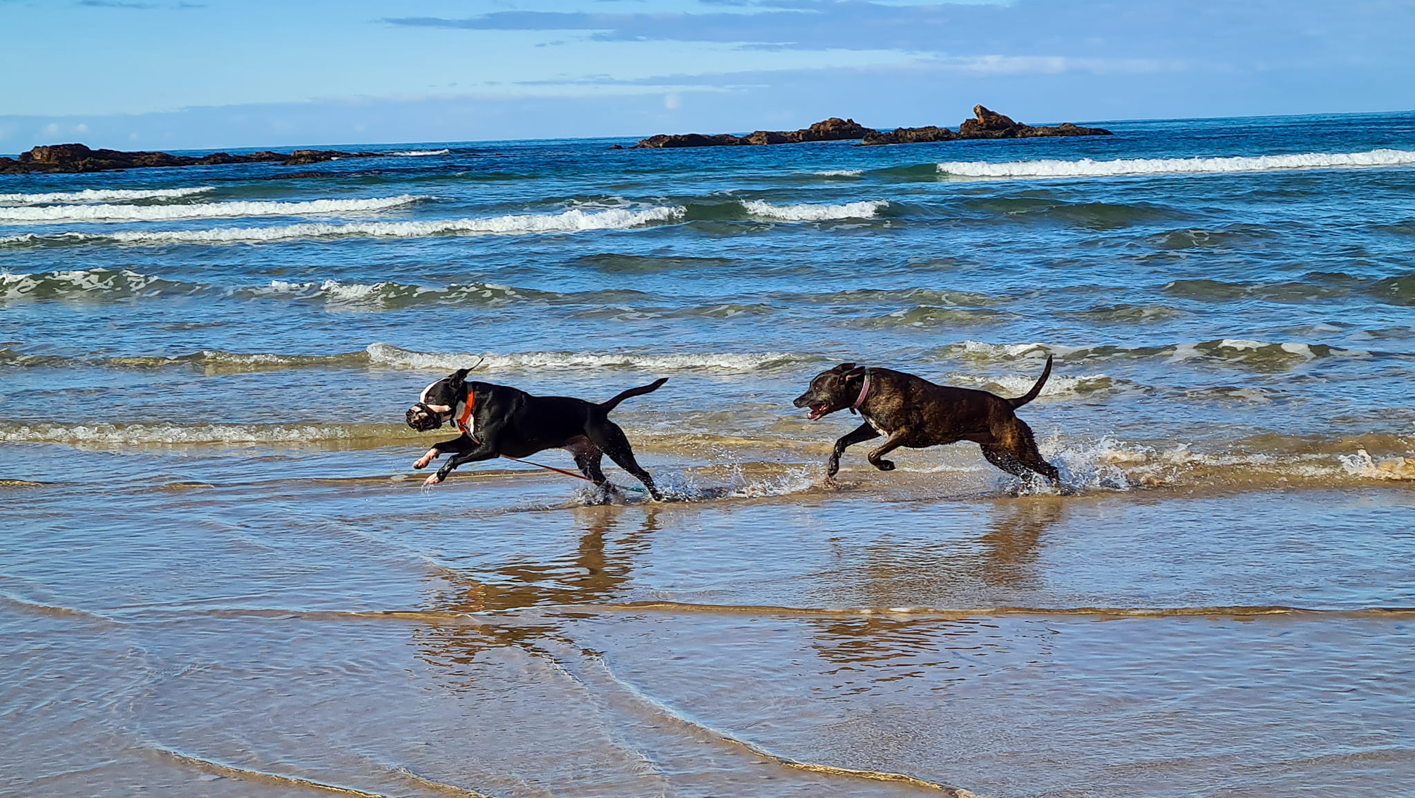 Fulfilled Canines | Batemans Bay NSW
