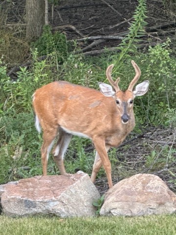 I have this buck that likes popping in every once in a while and I believe these pics are the same buck just a month apart!