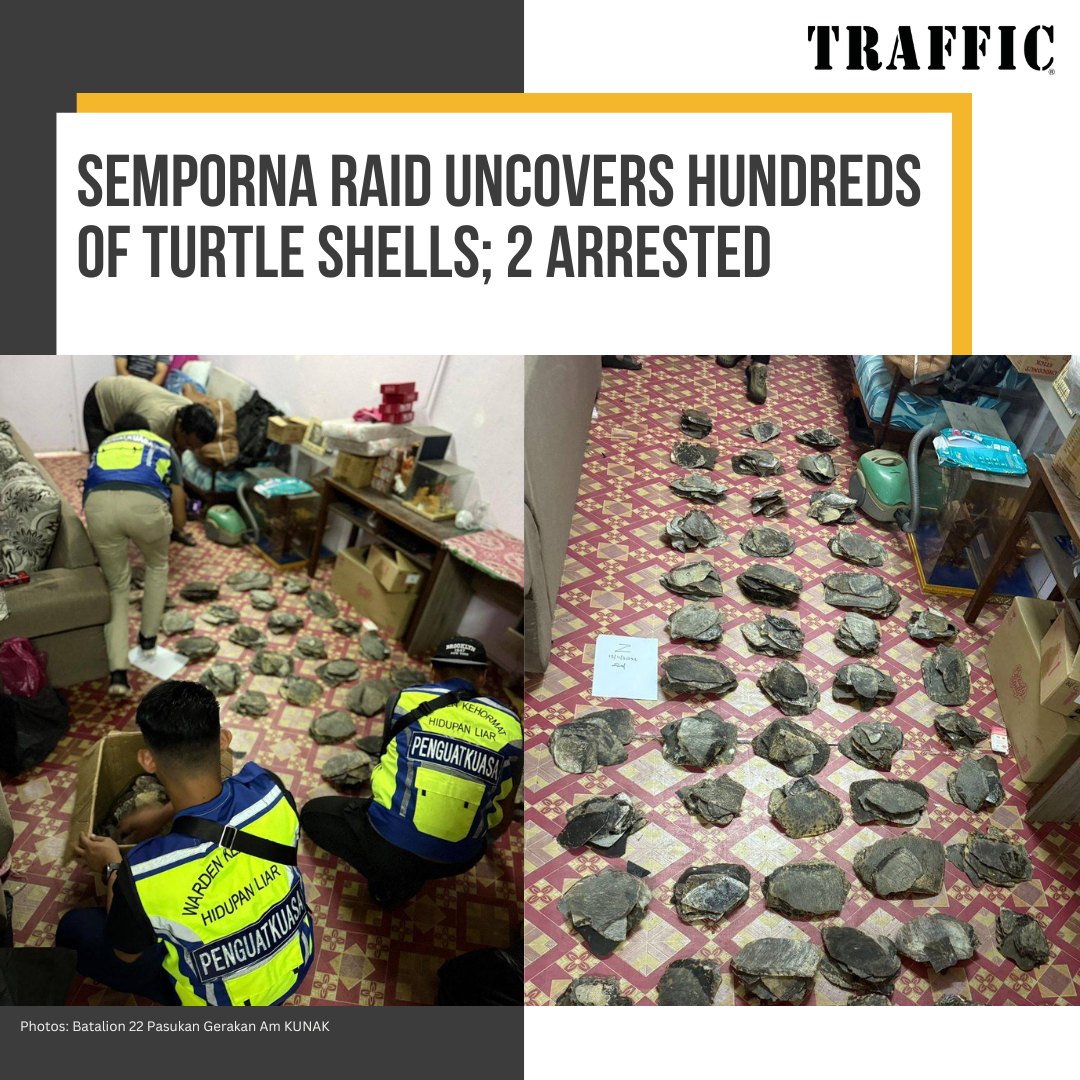 Traffic - A routine operation in Semporna suddenly turned serious when ...