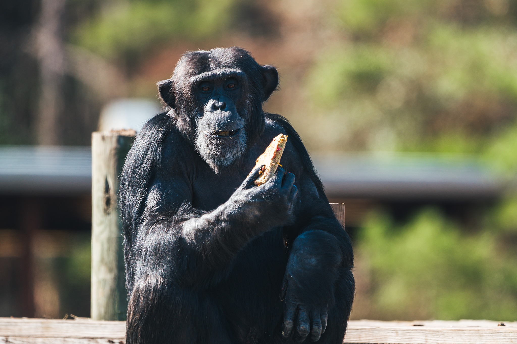 Chimp Haven - Chimp Haven added a new photo.