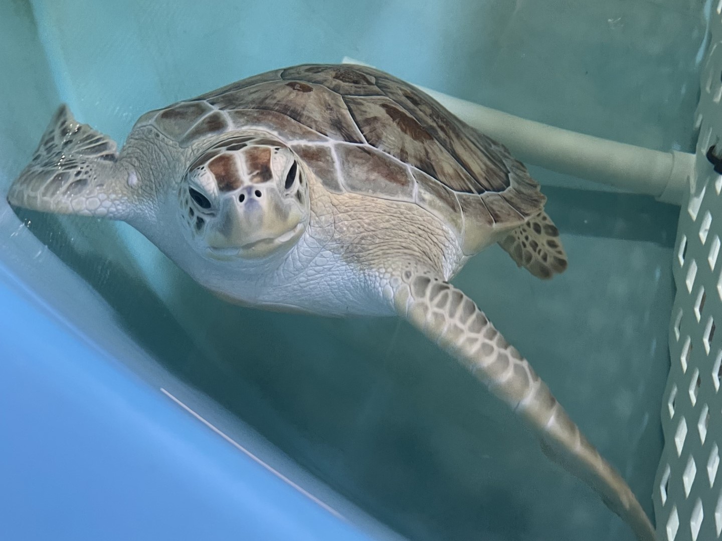 Georgia - The word of the day is - neophyte! Our Sea Turtle Patrol ...