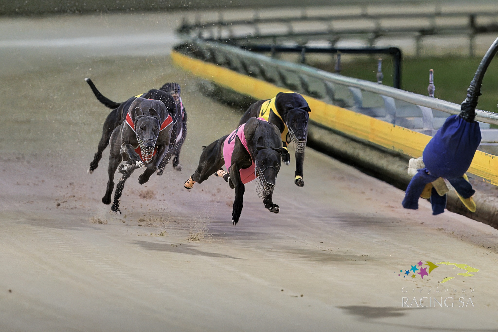 Greyhound - Tips for today's meeting at the Gawler Greyhound Racing ...