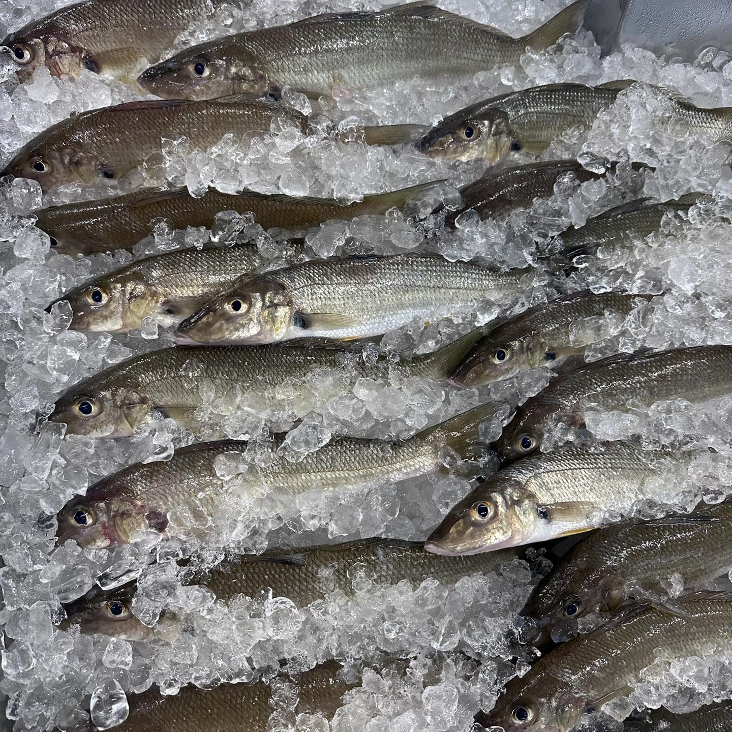 Debbie's Seafood & Deb's Fish Cafe - On the third day of Christmas, my ...