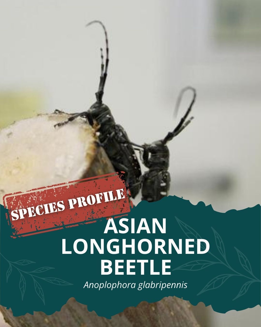 Sea - The Asian longhorned beetle is an invasive insect that can cause ...