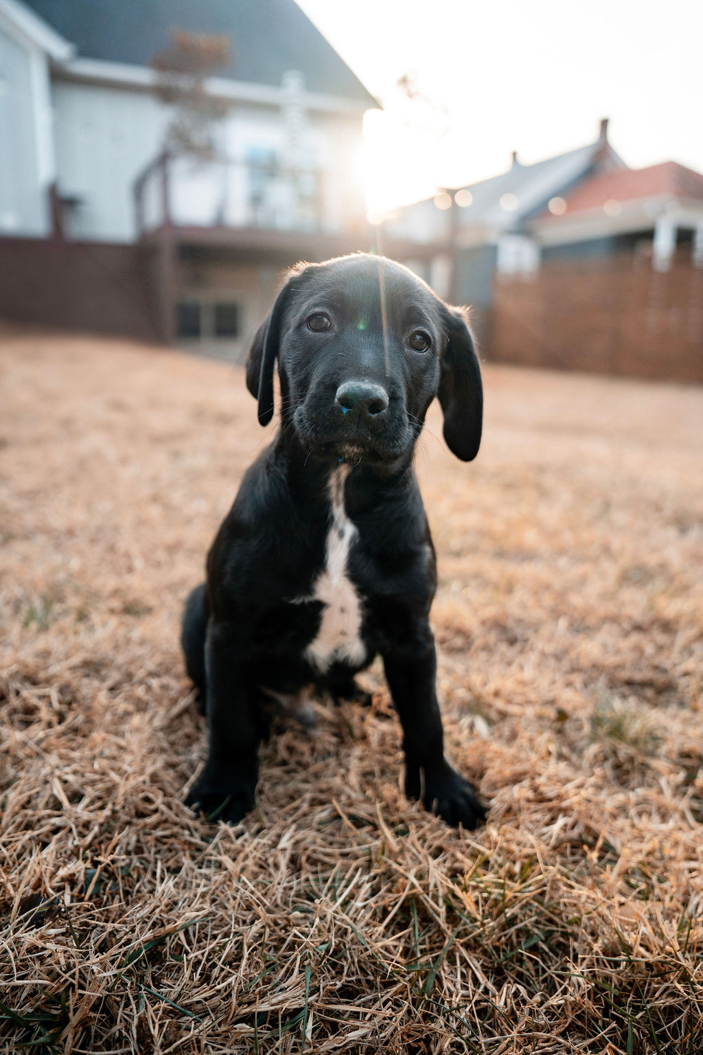 **UPDATE: ALL AVAILABLE... - Charlottesville-Albemarle SPCA | Facebook