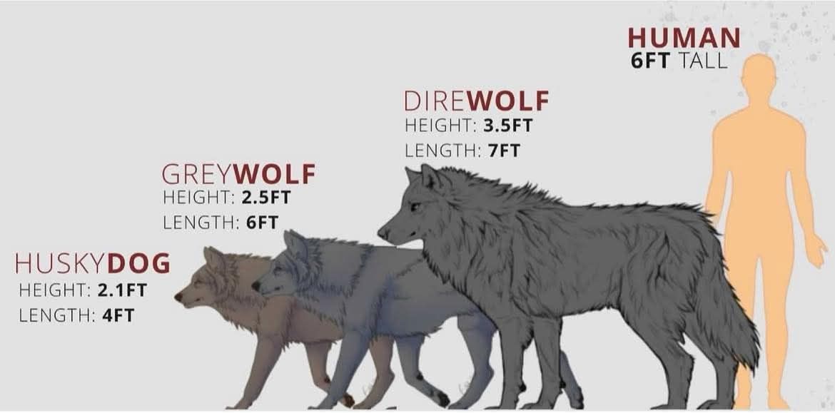 Insightopedia - Facts For Enquiring Minds | Did you know? Dire wolves ...