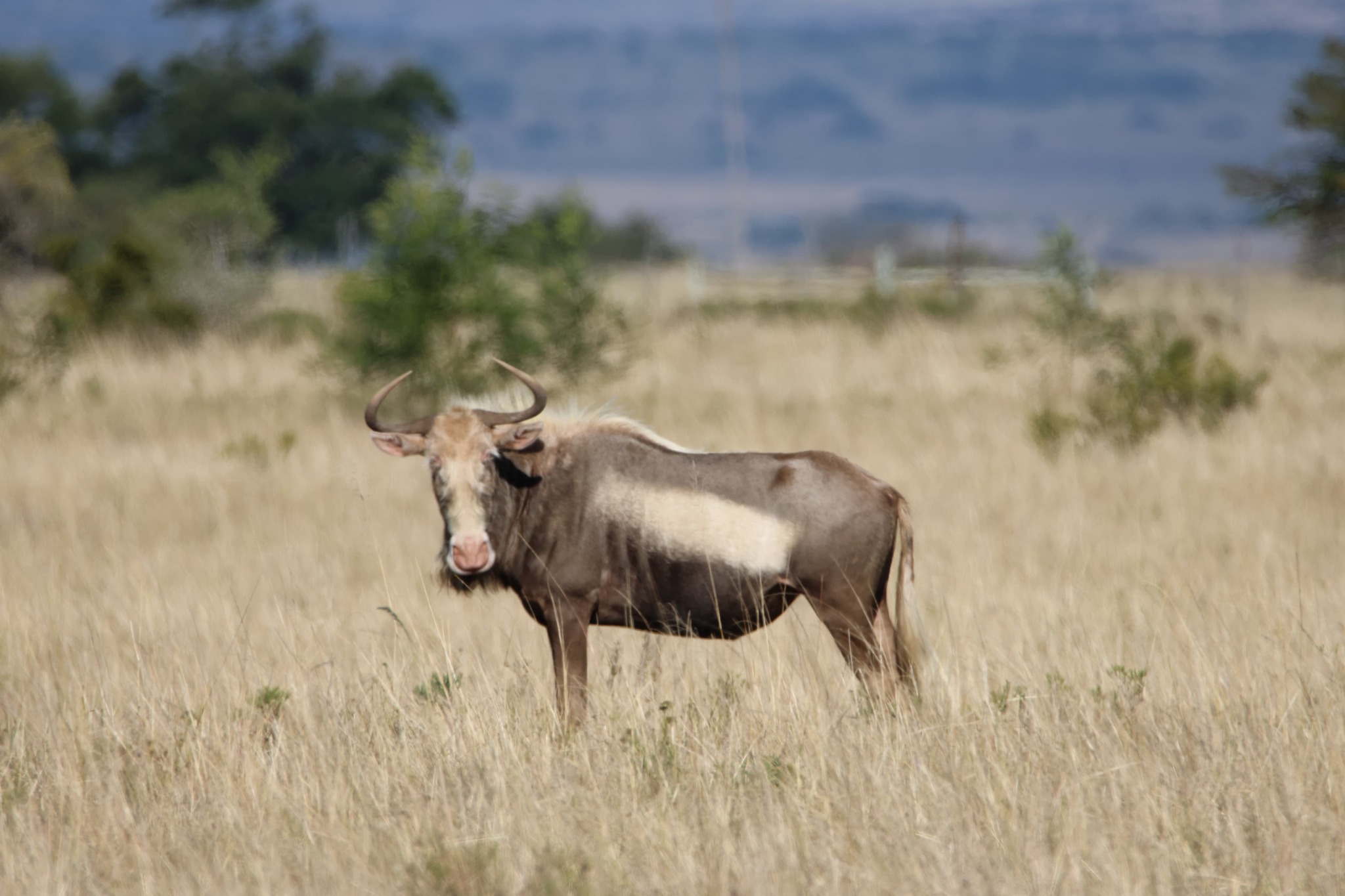 Ubukhulu Game Ranch | Alexandria