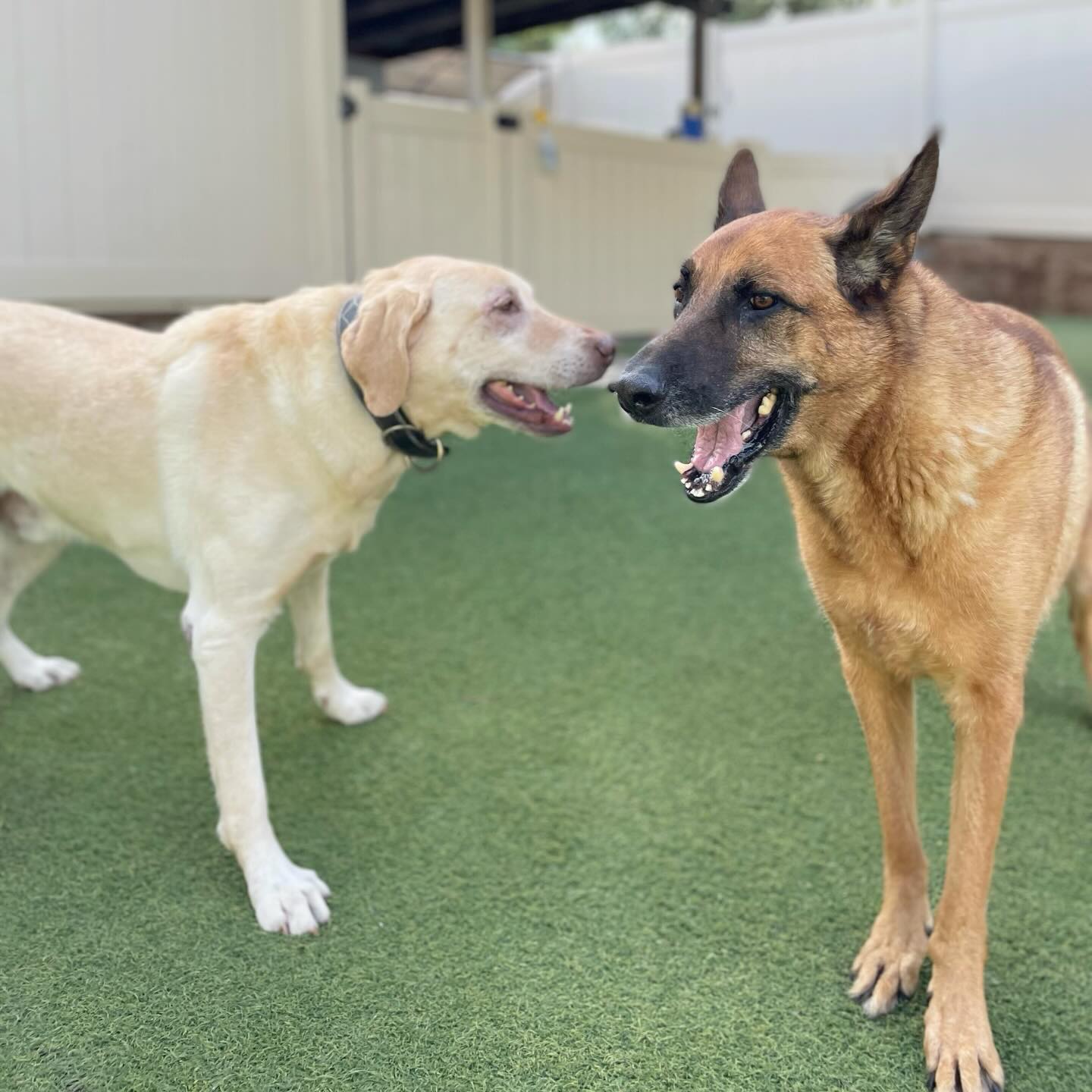 Spring Creek Kennel &... - Spring Creek Kennel & Cattery