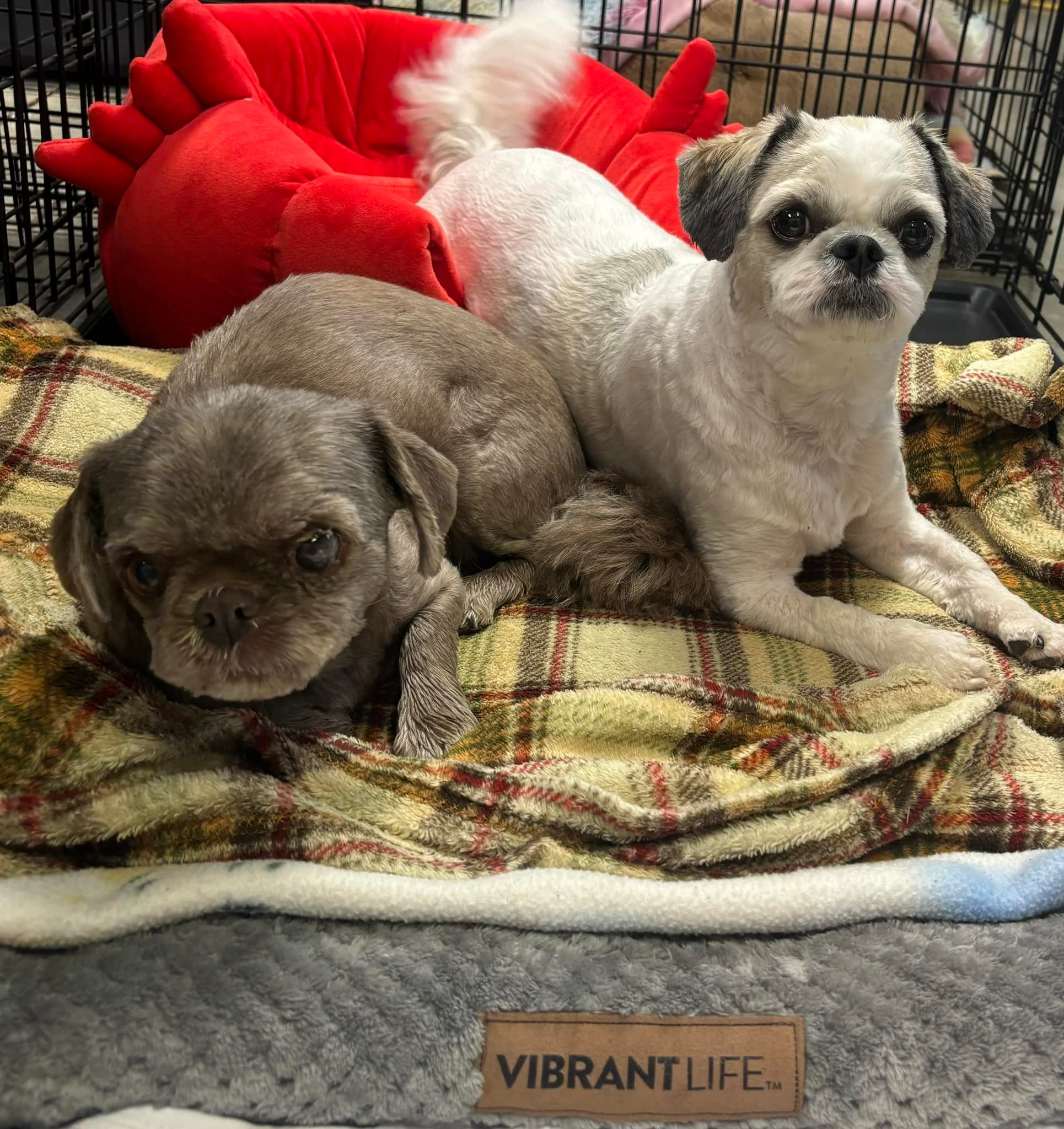 RC Kennels Grooming &amp; Daycare | Collinsville OK