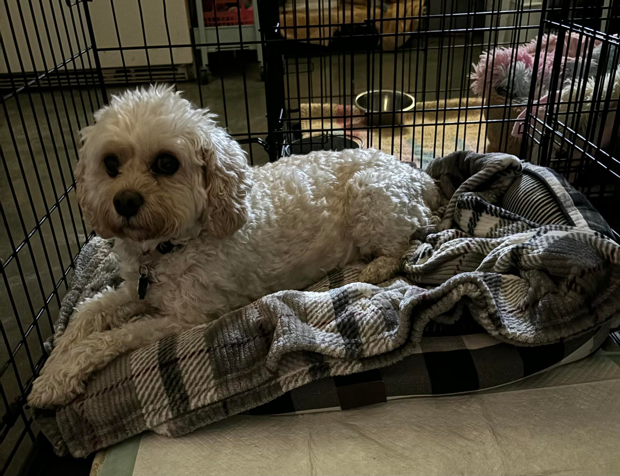 RC Kennels Grooming &amp; Daycare | Collinsville OK