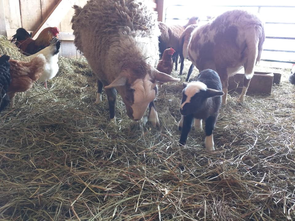 Life at Springbrook Acres Homestead