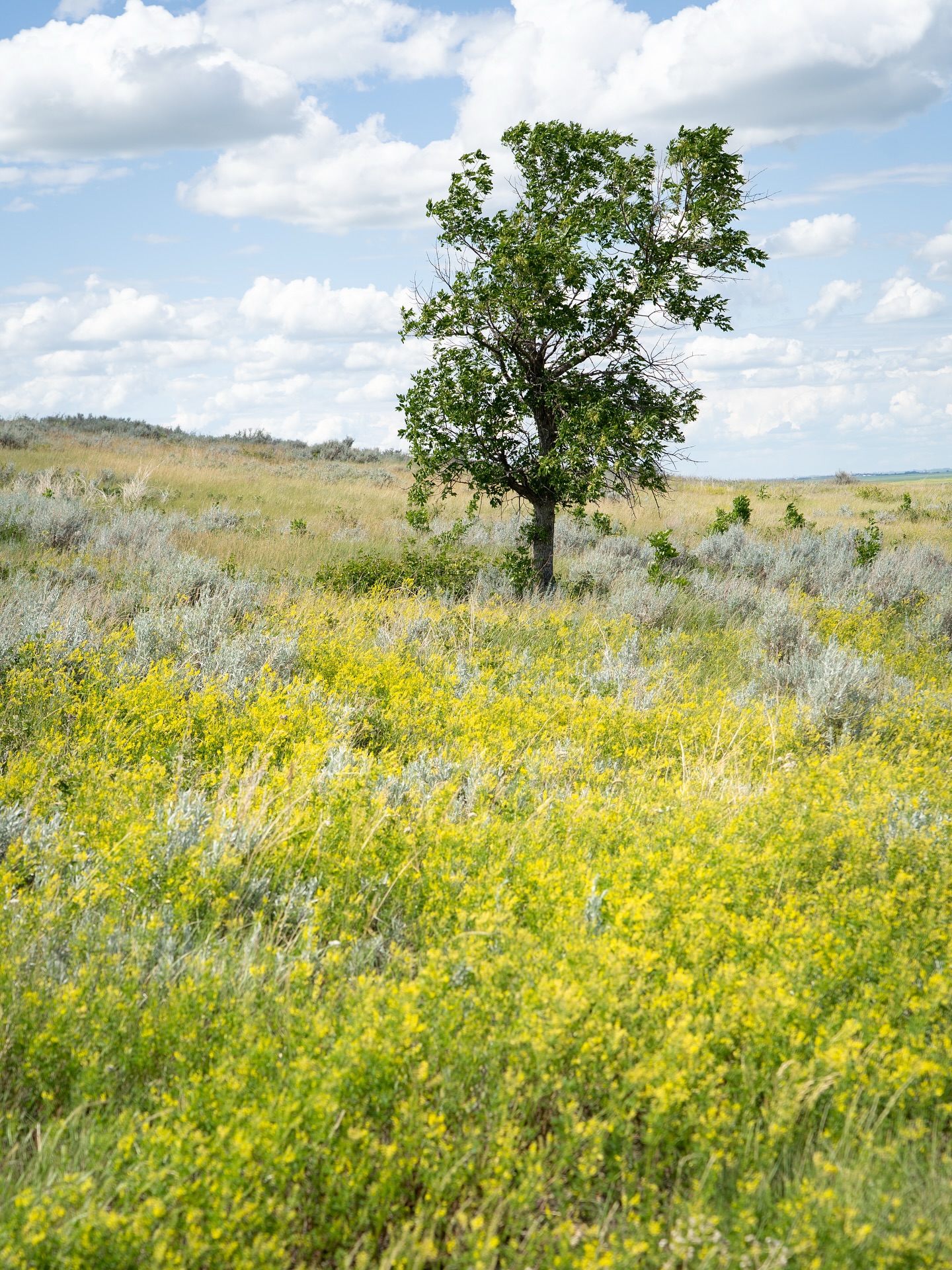 Kyle - A lone tree stands tall in the quiet prairie near Claybank ...