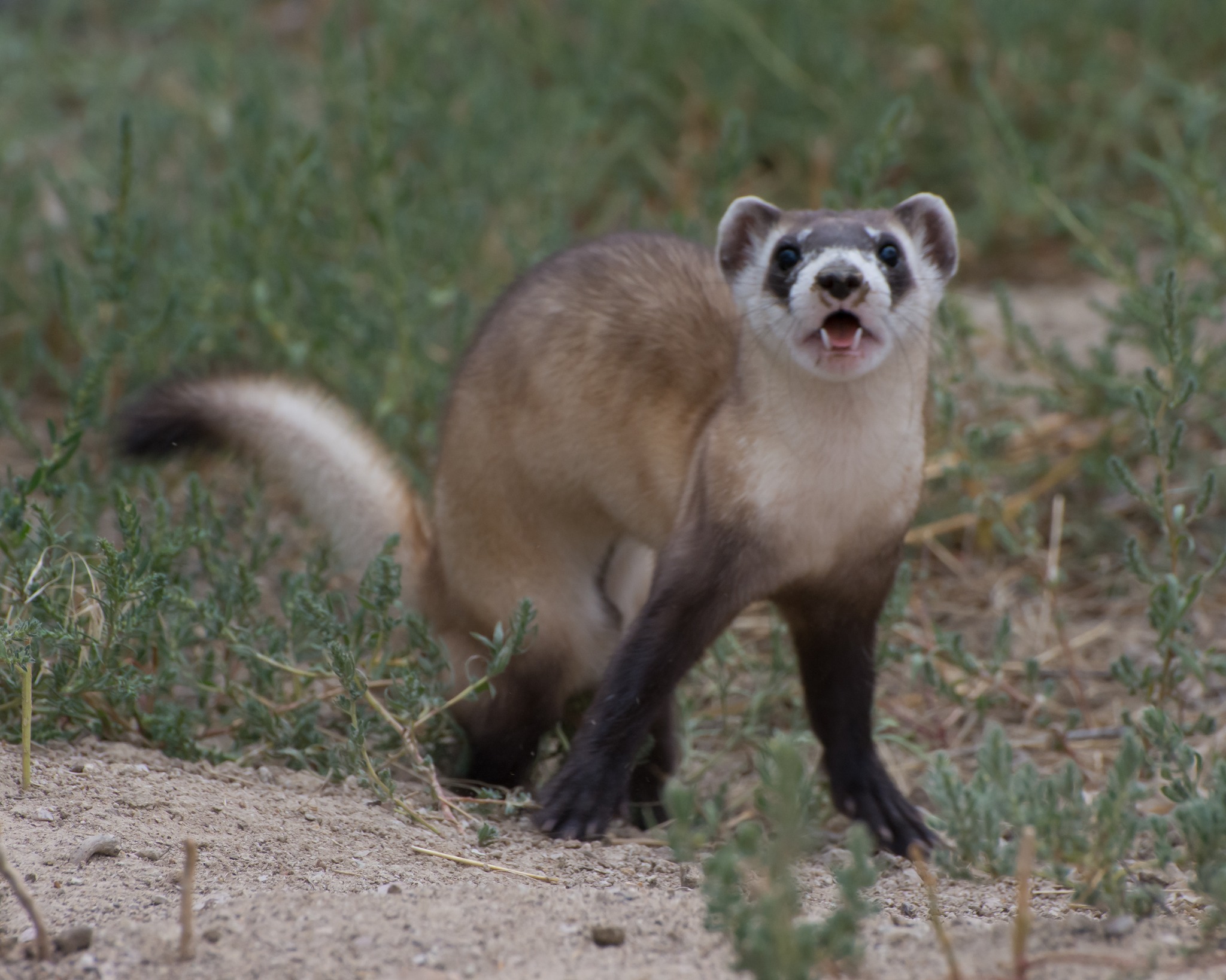 national-black-footed-ferret-conservation-center-roux-and-licorice-s