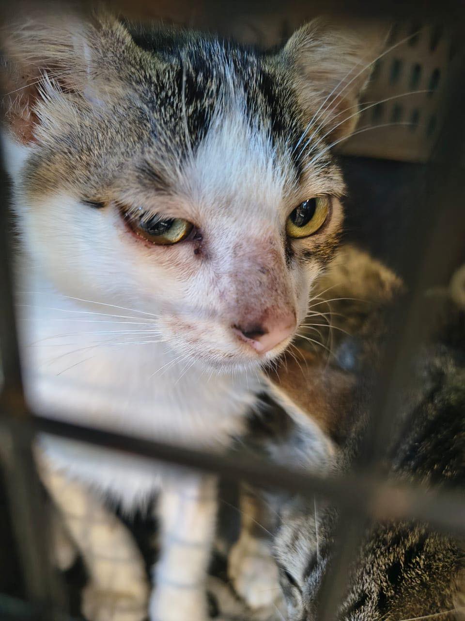 🙏 We need sponsors to... - Humane Society of Cozumel Island | Facebook