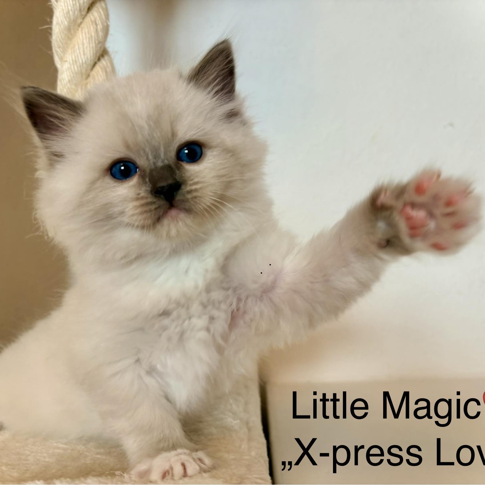 Little Magic Ragdolls