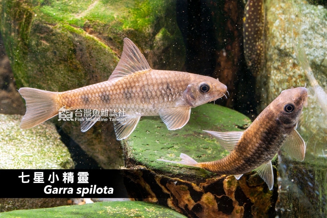 食藻專家, 個性和平, 飼養容易. 但拍攝成體時並未達像在... - 台灣魚雜誌社 Fish Magazine TW | Facebook
