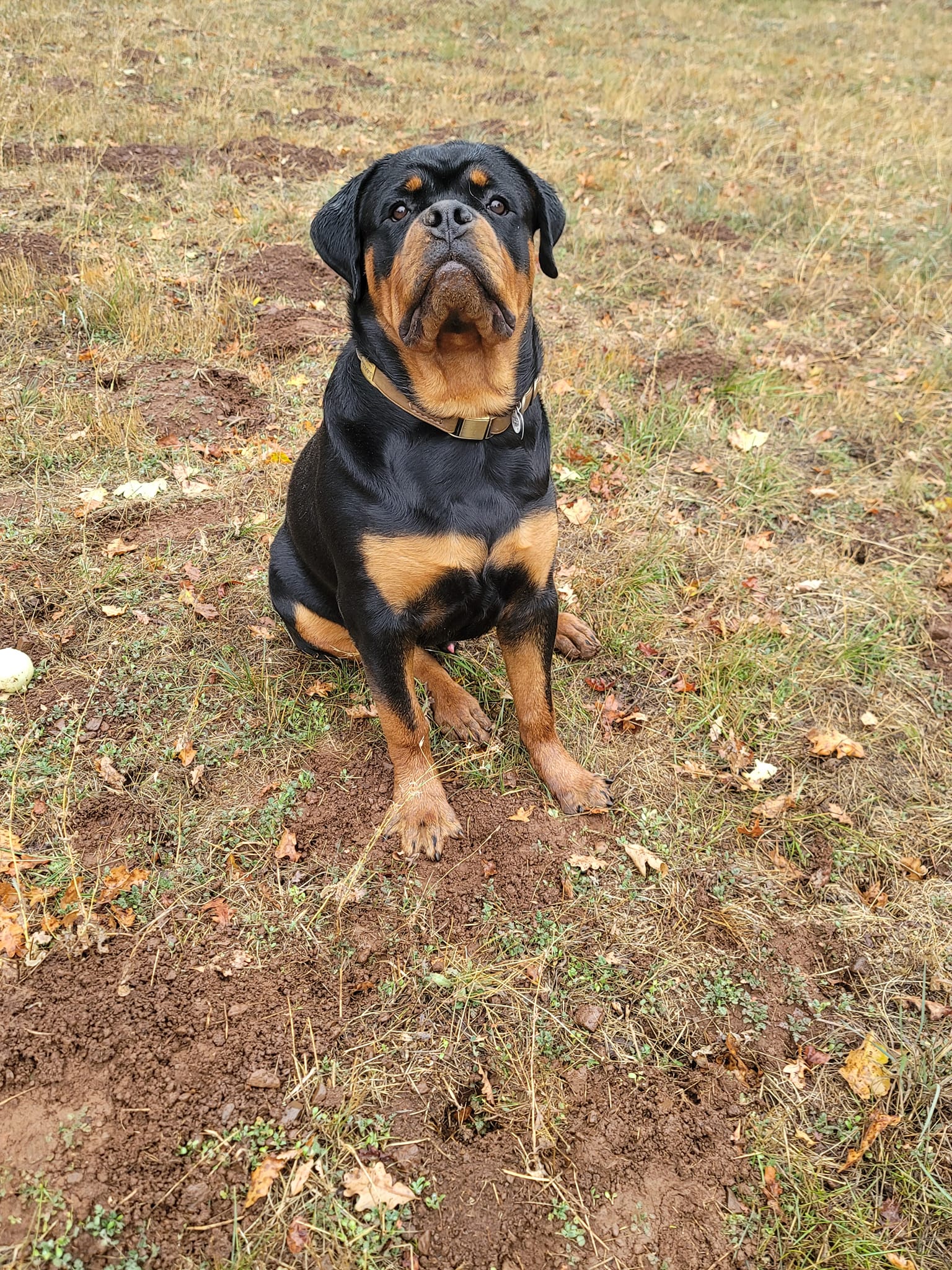 Our 8 month old Male... - GiantRotts Kennels | Facebook