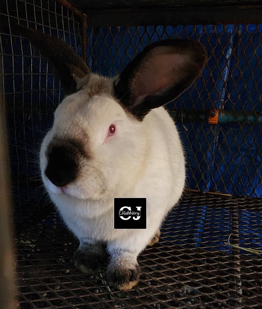 CJ Rabbitry Farms Jeremiah