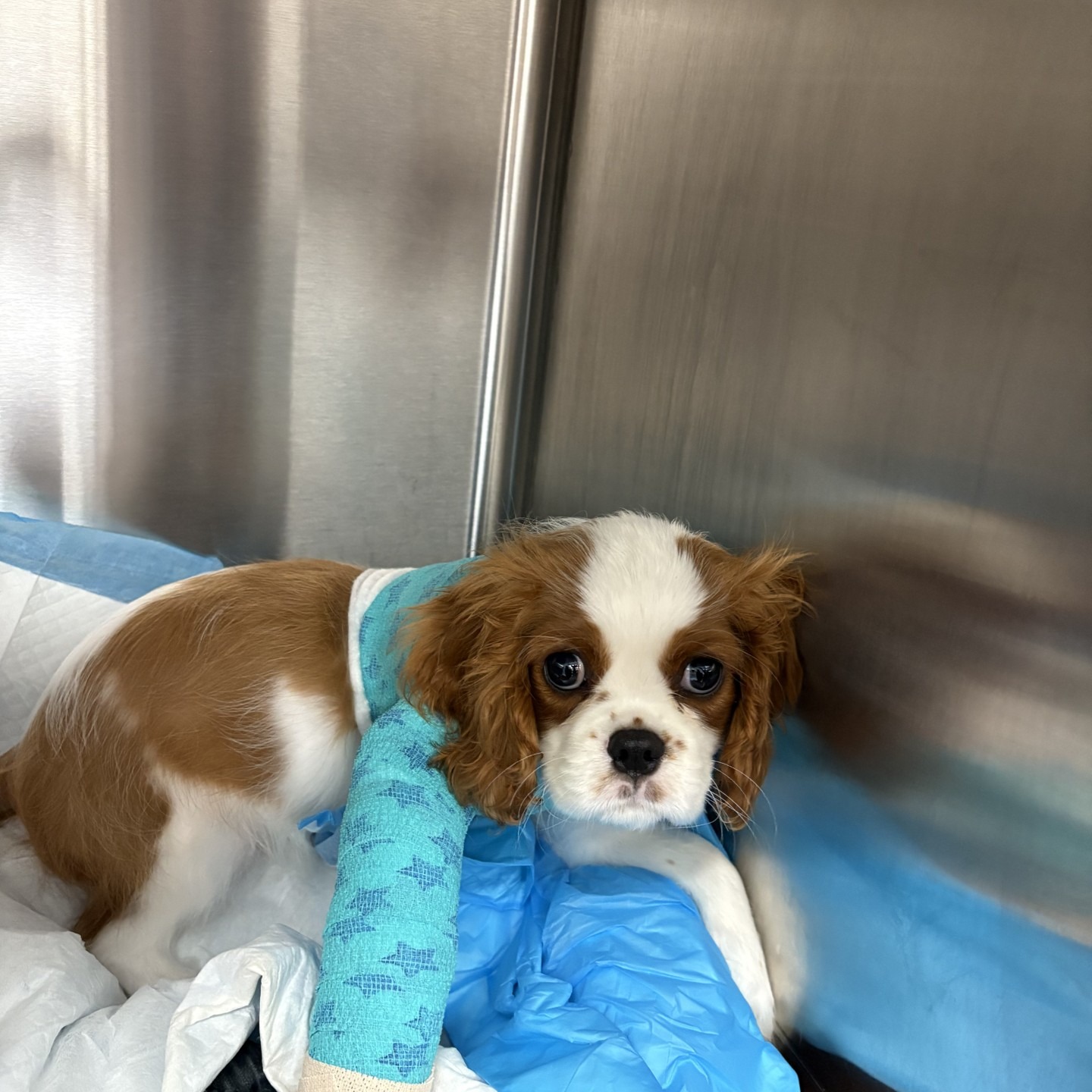 Mee... - Nashville Veterinary Specialists and Animal Emergency | Facebook