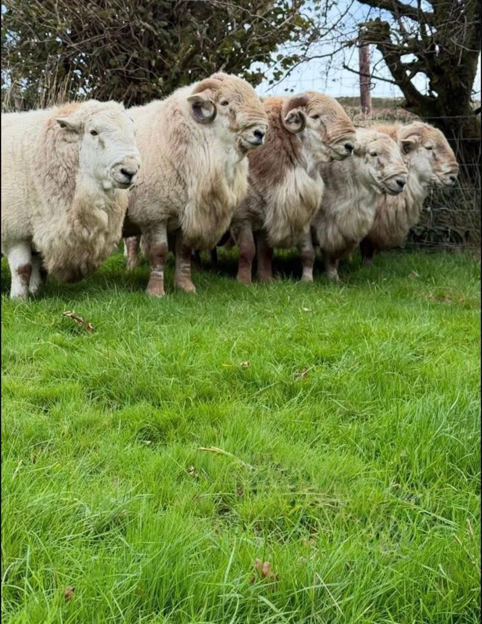 Herbert - Penderyn Open Sale of Rams & Ram Lambs 586 Rams Saturday 11th ...