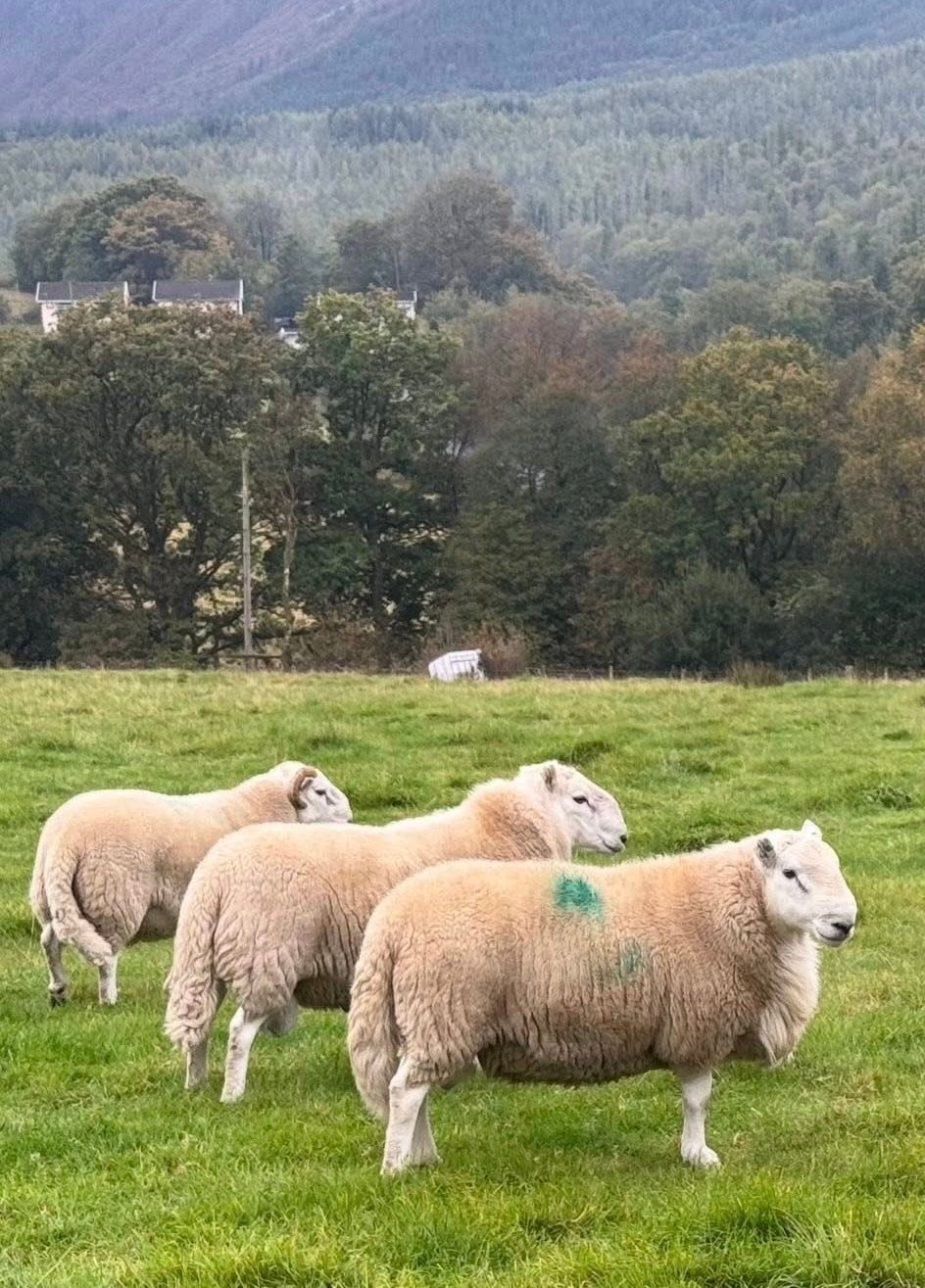 Herbert - Penderyn Open Sale of Rams & Ram Lambs 586 Rams Saturday 11th ...