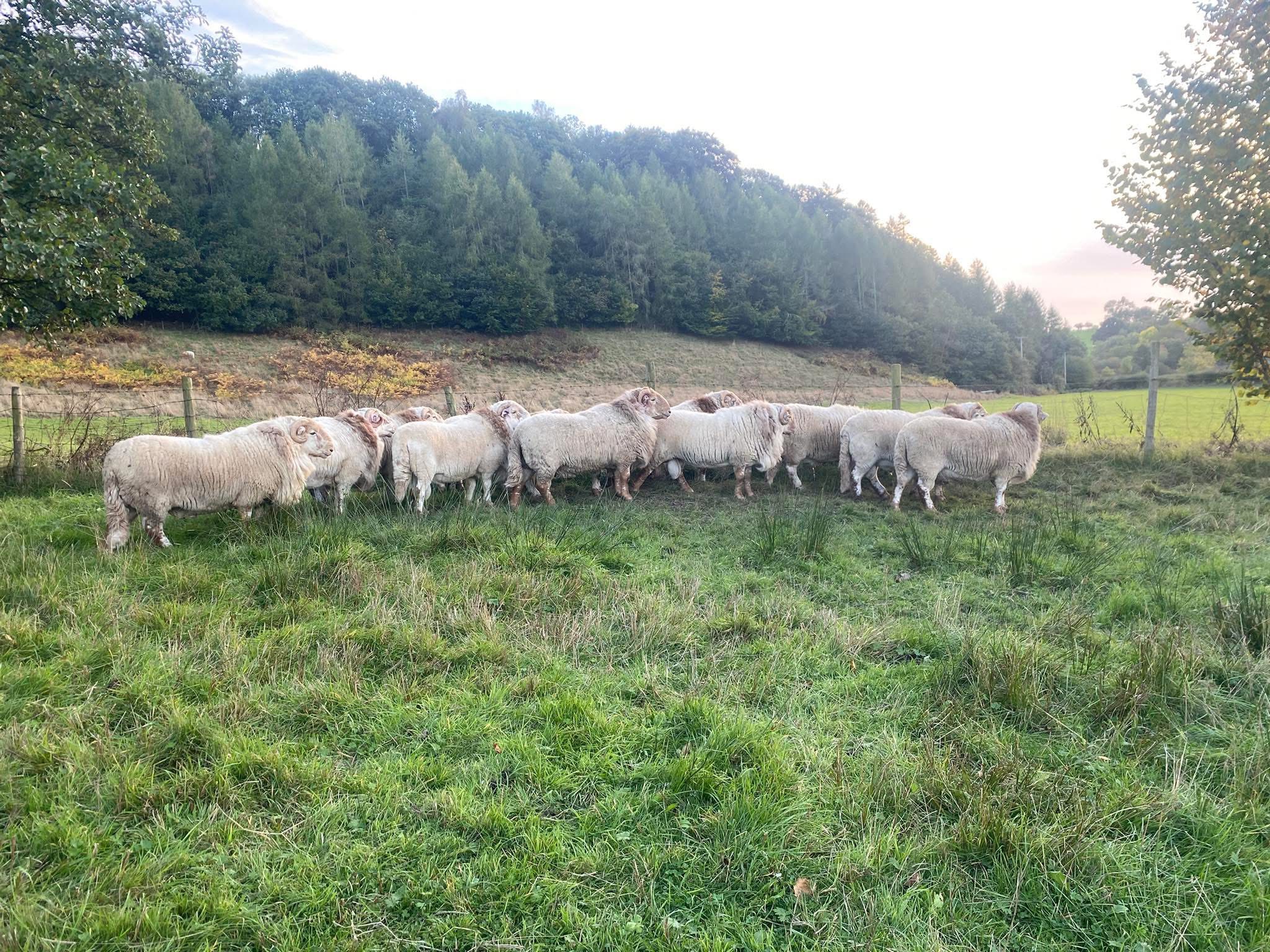 Herbert - Penderyn Open Sale of Rams & Ram Lambs 586 Rams Saturday 11th ...
