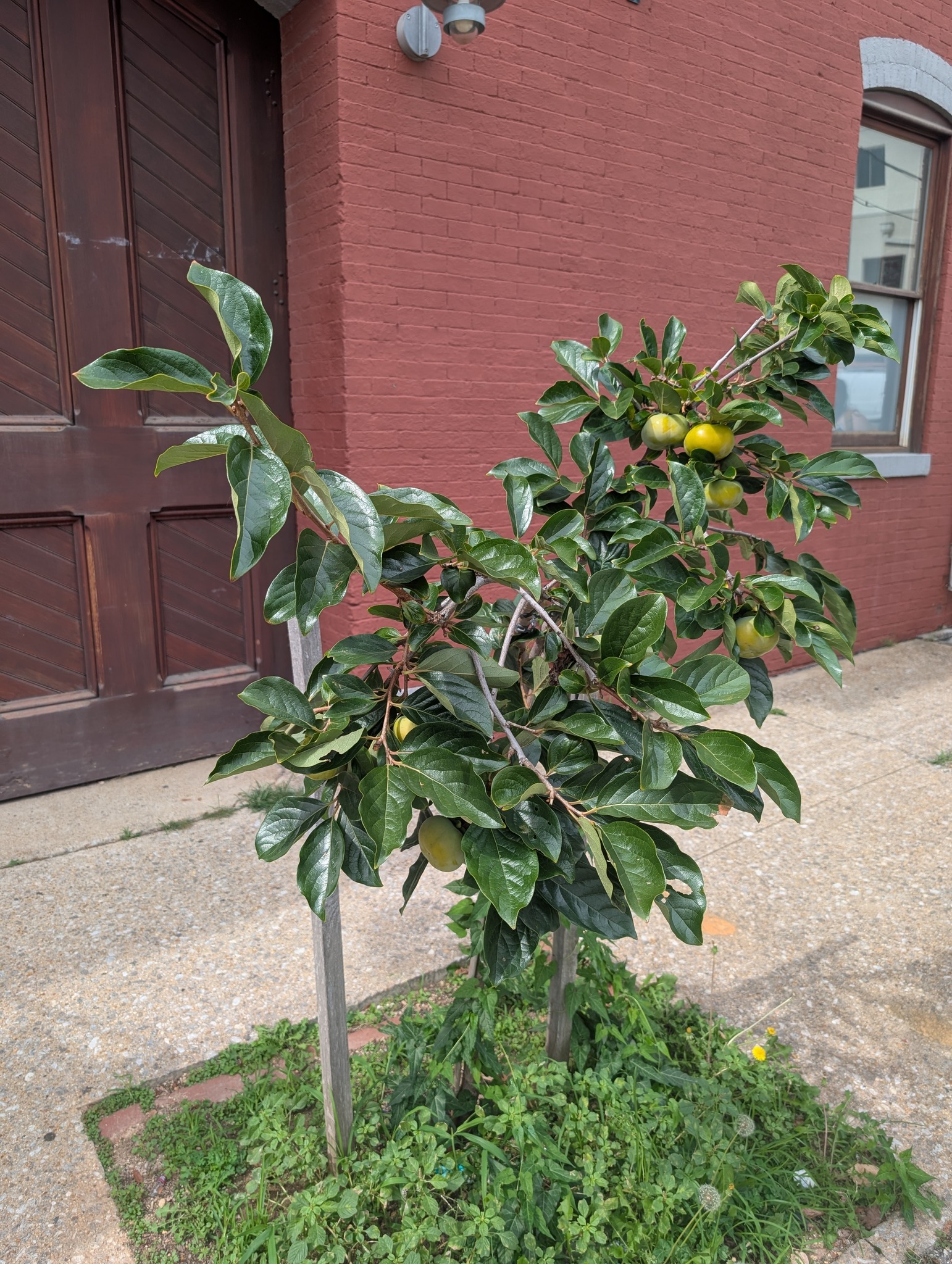 Happy Mystery Monday! Are you familiar with the fruit tree growing in ...