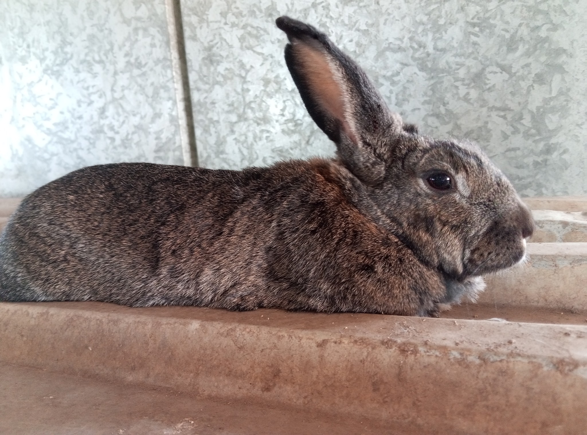 Oholle rabbit farm | Karibib