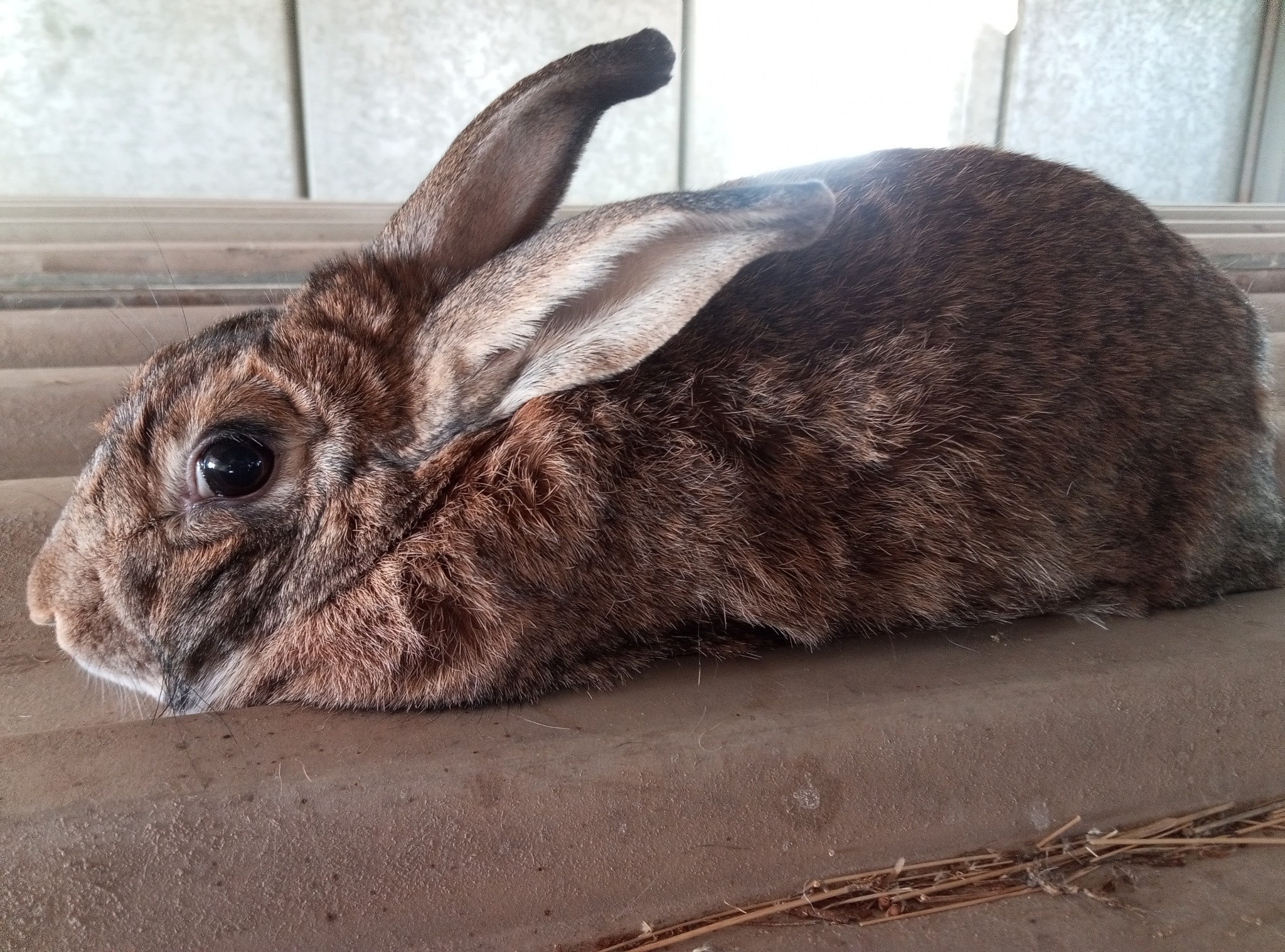 Oholle rabbit farm | Karibib
