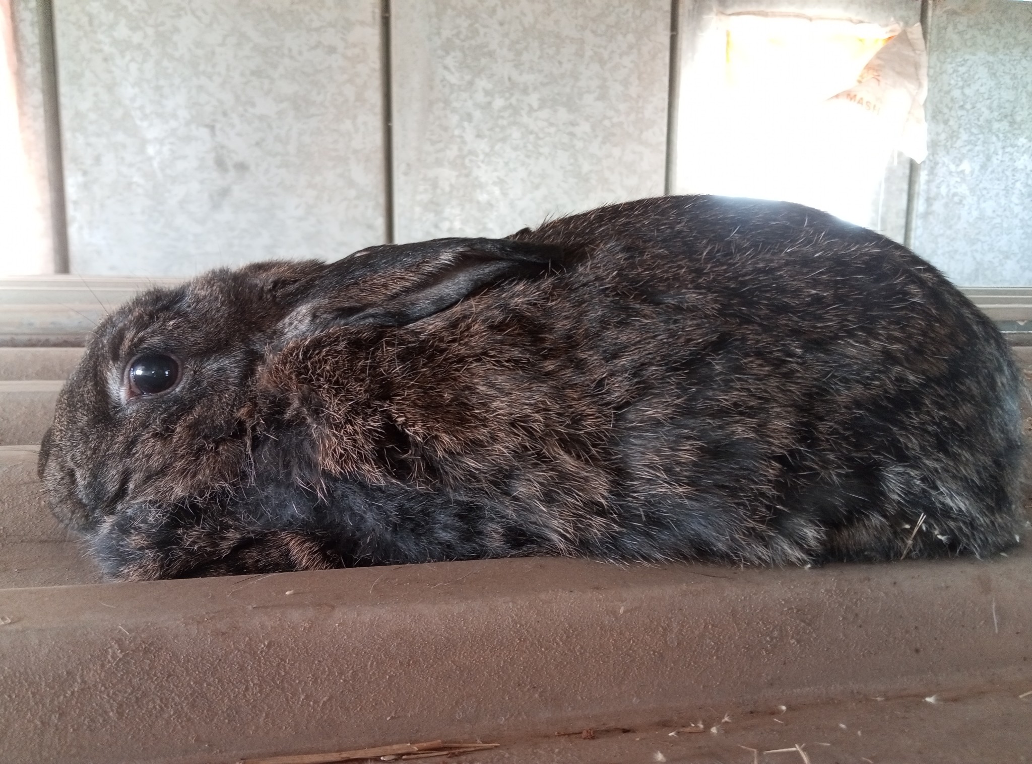 Oholle rabbit farm | Karibib