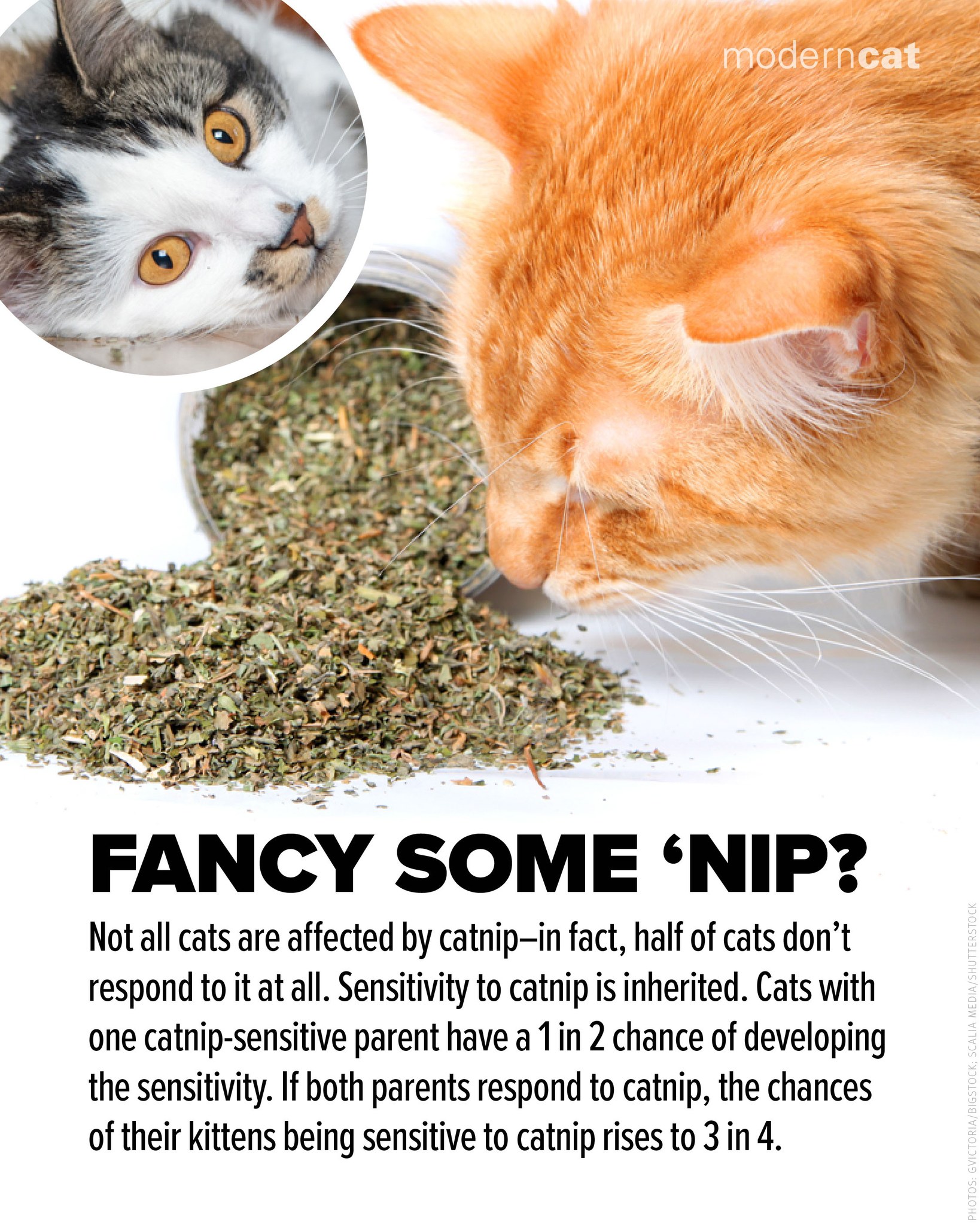 View of Modern Cat magazine | Vancouver BC